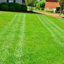 Buffalo Lawn  - 50 sqm